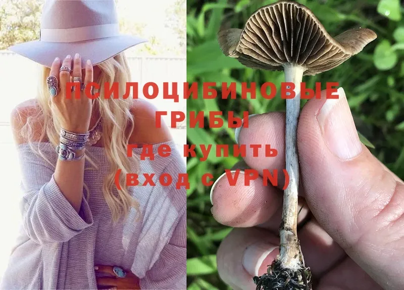 Галлюциногенные грибы Cubensis  как найти закладки  Салават 